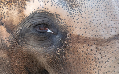 Close-up of an Asian elephant