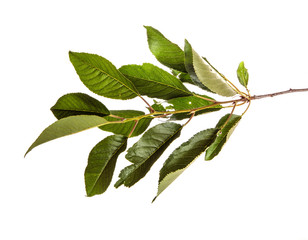 Cherry tree branch with green leaves on a white isolated background. Isolate