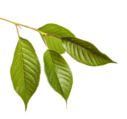 Cherry tree branch with green leaves on a white isolated background. Isolate