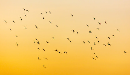 A flock of birds at dawn