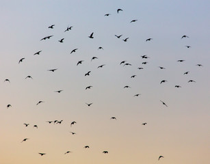 A flock of birds at dawn