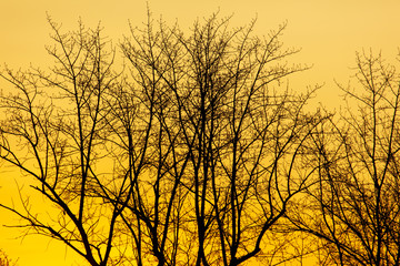 Bare tree branches at dawn of the sun