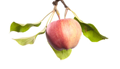 Apple tree branch with fruits isolate. Ripe apple on a branch close-up on an isolated white background.