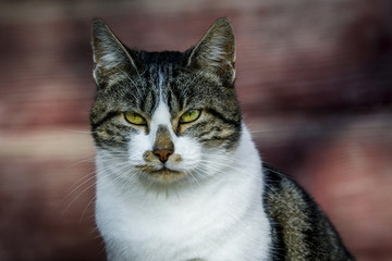 Portrait d'un chat