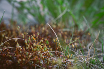 Bright green moss macro shot, nature