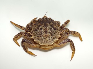 生きたクリガニの白バック