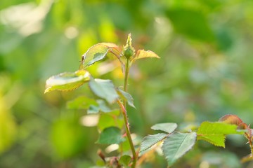 Ants carrying aphids on plant, close-up of insects aphid pests on young branches