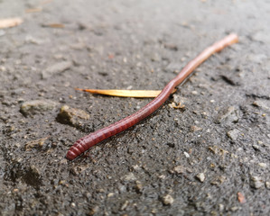 Earthworm on the pavement as a background