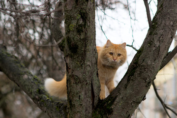 red fluffy cat is sitting on a tree in ambush