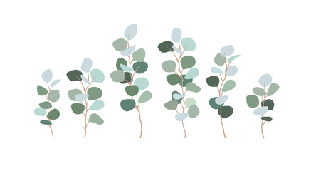 Set of branches eucalyptus silver dollar. Clip art greens for design cards, invitations, decorations. Bluish leaves, floristry, flat illustration. Vector isolated on white. © Salomi art