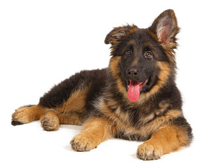 German shepherd puppy isolated on white background