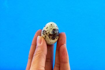 Quail egg in a hand, close look. One spotted egg in a female hand on a blue background. Side view, isolate. Place for text, copy space.