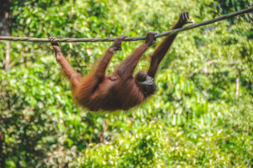 The Sepilok Orangutan rehabilitation centre