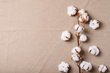 Dry cotton flower