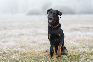 Beauce shepherd dog sitting in the field a winters day