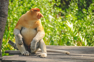 Sabah Proboscis monkey
