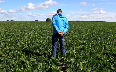 Fototapeta premium The cultivation of sugar beet. Agronomist inspects the sugar beetroot