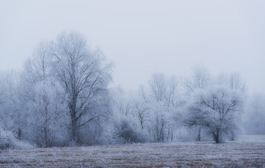 Frosty landscape a winters day
