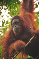 Mother Orangutan