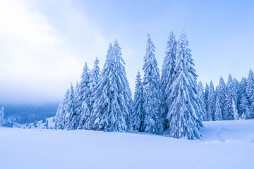 Pine trees on the snowy ground in winter; beautiful snow scenery