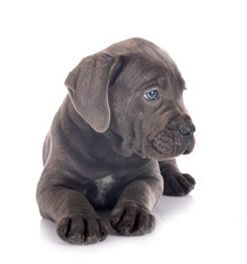 puppy cane corso