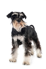 miniature schnauzer in studio