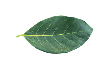 green leaf isolated on white background