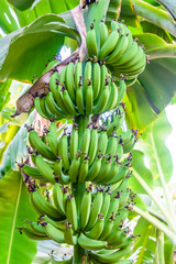 Bunch of the unripe green bananas on tree