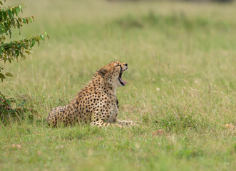 Cheetah yawning sitting near a bush seen at Masai Mara, Kenya, Africa
