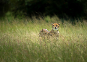 Alert Cheetah Malaika in a tall grass at Masai Mara, Kenya, Africa