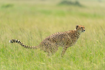 Cheetah Malaika shitting in a grass  seen at Masai Mara, Kenya, Africa