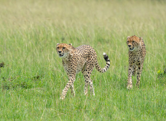 Cheetah Malaika and her young in search of a prey seen at Masai Mara, Kenya, Africa