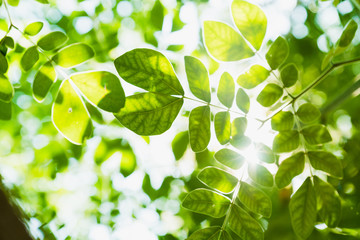 Fototapeta na wymiar Green leaves, Samanea saman and sunlight.