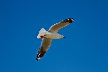 Seagull Flying  - Bright Sunny Day with Blue Sky