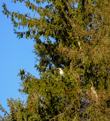 blue heron in tree