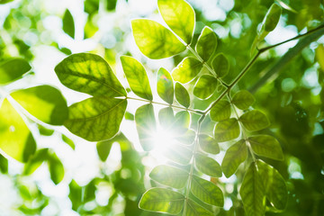 Fototapeta na wymiar Green leaves, Samanea saman and sunlight.
