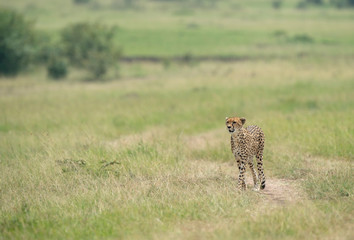 Cheetah Malaika walking in a green Grass seen at Masai Mara, Kenya, Africa