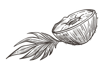 Coconut cut in half with leaf hand drawn sketch illustration