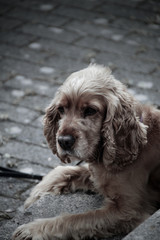 Hund liegt auf einem Weg in der Stadt