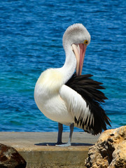 Fototapeta na wymiar Pelican Preening Itself By The Waters Edge