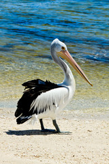 Pelican on the Beach