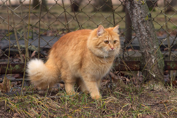Naklejka na ściany i meble red fluffy big-eyed cat sits outdoors in the grass