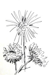 black and white linear graphic drawing of asters and chrysanthemums