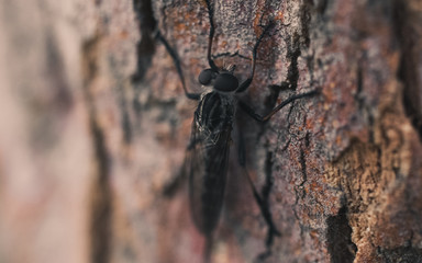 Insect on a tree