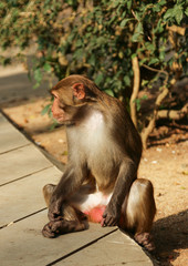 young monkey sitting and looking