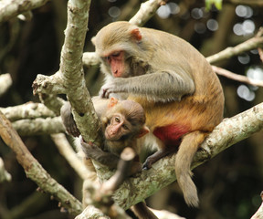 monkey family sitting on a tree