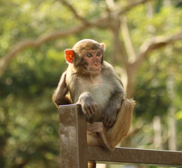 young monkey sitting and looking