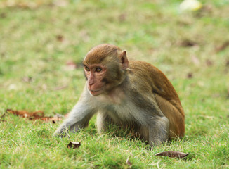 monkeys play on green grass