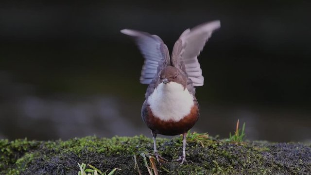 Dipper Bird On Mossy Rock In UK. Zoom In Then Bird Steps Sideways, Raises Wings Before Stretching. Bird Sings Through Clip