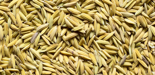 rice seeds